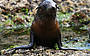 Seal Pups